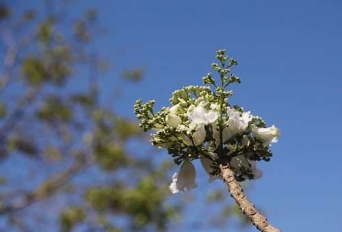 白花楹带有纯洁之美