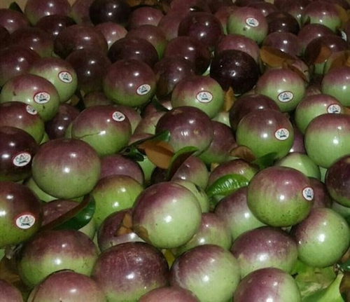 越南牛奶果(图片来源:越通社)